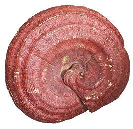 全境封锁2+重生边缘上线，9月WeGame新游重磅双响！